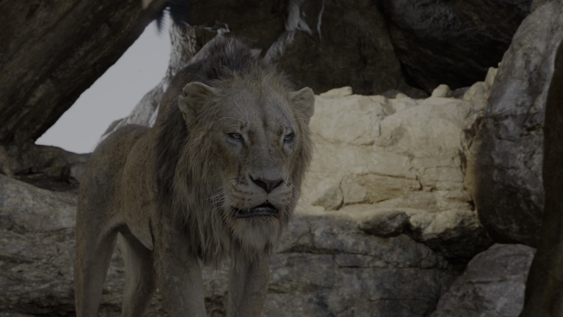 The Lion King (2019) Screencap | Fancaps