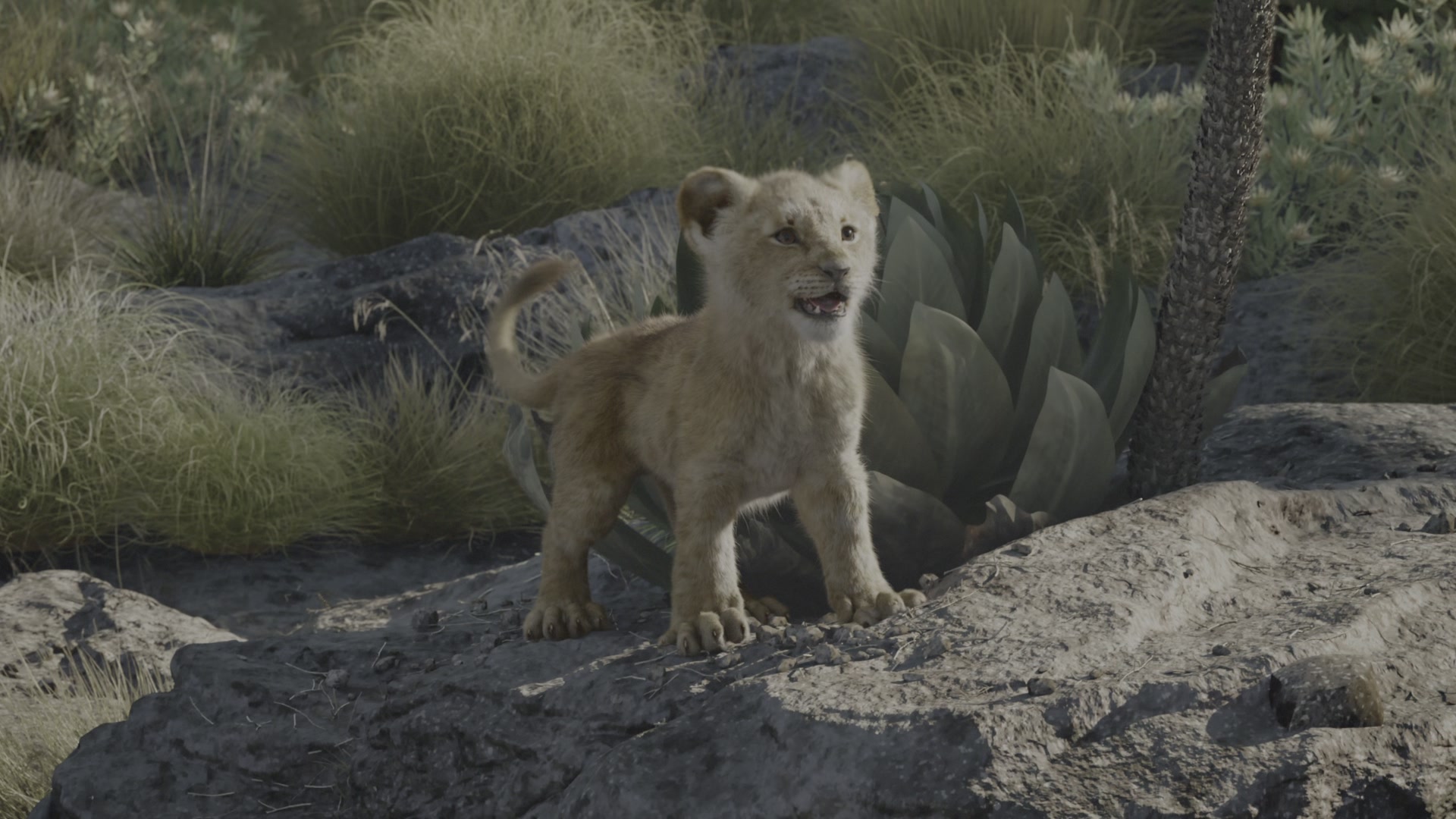 The Lion King (2019) Screencap | Fancaps