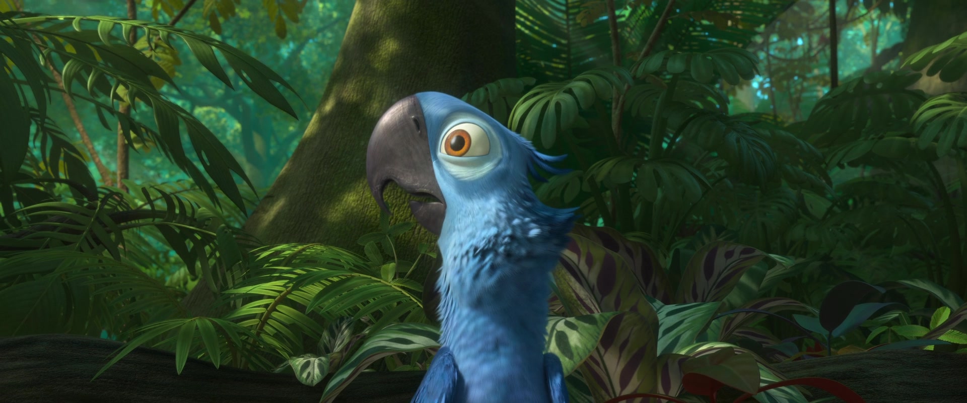 View Fullsize HD Image From Rio 2.