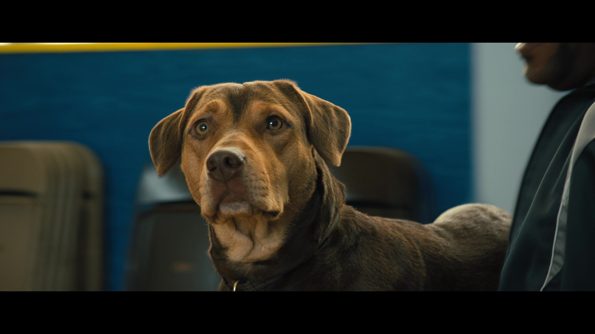 A Dog's Way Home (2019) Screencap | Fancaps