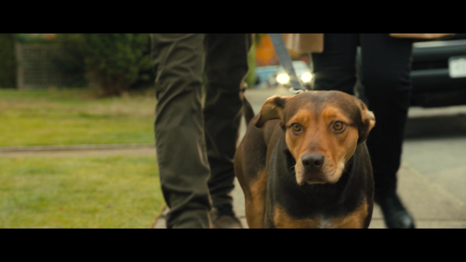 A Dog's Way Home (2019) Screencap | Fancaps