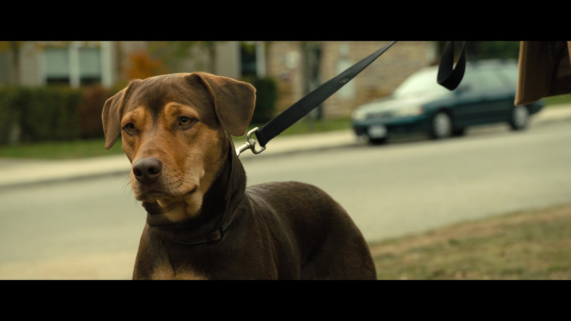 A Dog's Way Home (2019) Screencap | Fancaps