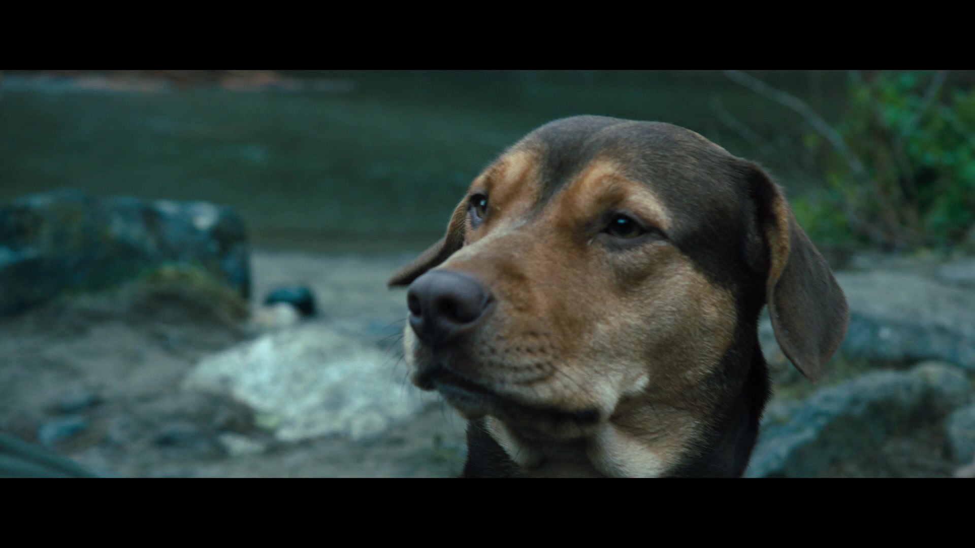 A Dog's Way Home (2019) Screencap | Fancaps